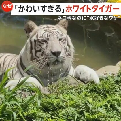 真夏日にプールでリラックス　ホワイトタイガーの“水浴び姿”が「かわいすぎる」と話題　鹿児島市