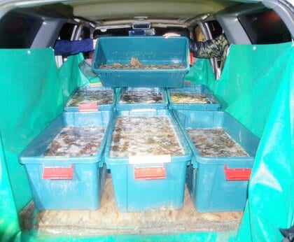 450キロのナマコ大量密漁 海保に発見され車にナマコ残したままゴムボートで逃走するも無職の男ら7人 漁業法違反の疑いで逮捕・送検 北海道森町