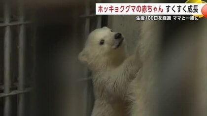 ホッキョクグマの赤ちゃん　生後100日迎えすくすく成長　最近習得した“技”も披露　秋田・男鹿市