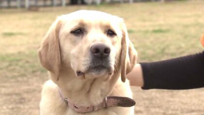 甘えん坊だけどおてんばな女の子と新人トレーナーのバディで挑戦　ダンス＆ジャンプ『ドッグパフォーマンス』は…何とか成功