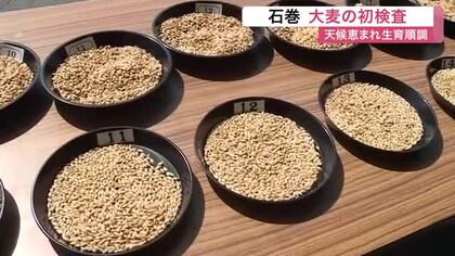 宮城県内有数の大麦産地・石巻市で今シーズン初の等級検査　「規格外」なしでまずまずの滑り出し