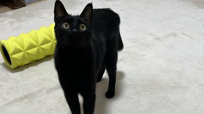 おもちゃを消そうとした？愛猫がラグに見事な“魔方陣”を完成…実際は何をしていたのか飼い主に聞いた