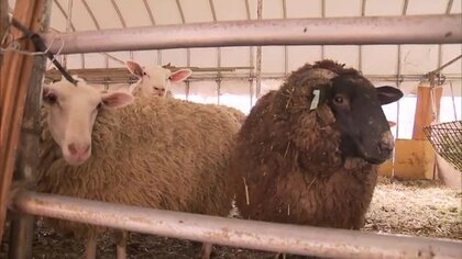 毛量多いヒツジたち 羊毛の処分に困った牧場が見つけた活路 100%国産の