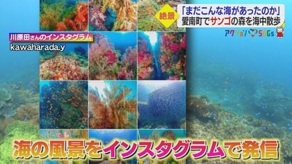 美しさに驚きと衝撃…「サンゴの森」の絶景 群生するカラフルなソフト