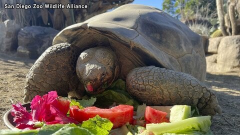 推定141歳のガラパゴスゾウガメ「グランマ」死ぬ　アメリカ・サンディエゴ動物園