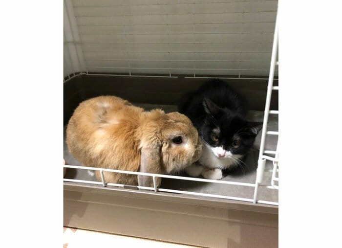 一緒に住み始めて10日目くらいの時(提供:ジェリクルさん)