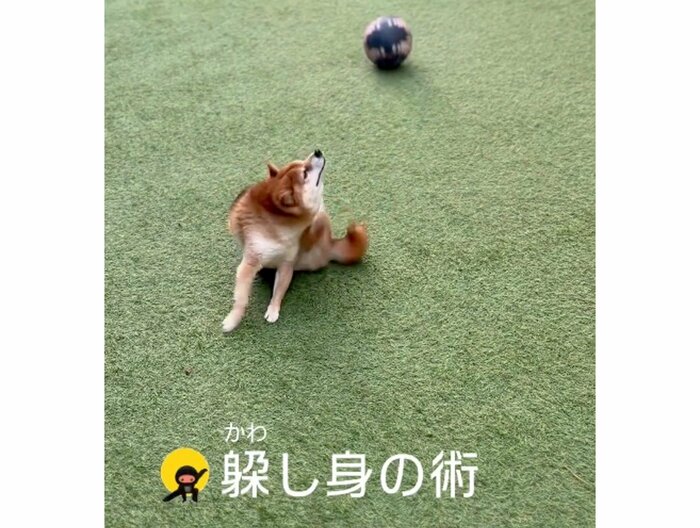 “かわし身の術”転がるボールが寂しそう(提供:Nerushibaさん)