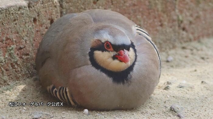 まん丸なフォルムに癒されるとの声