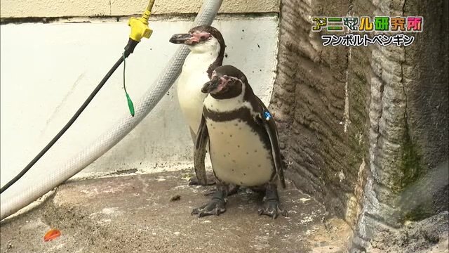 今はまだスマートな姿…