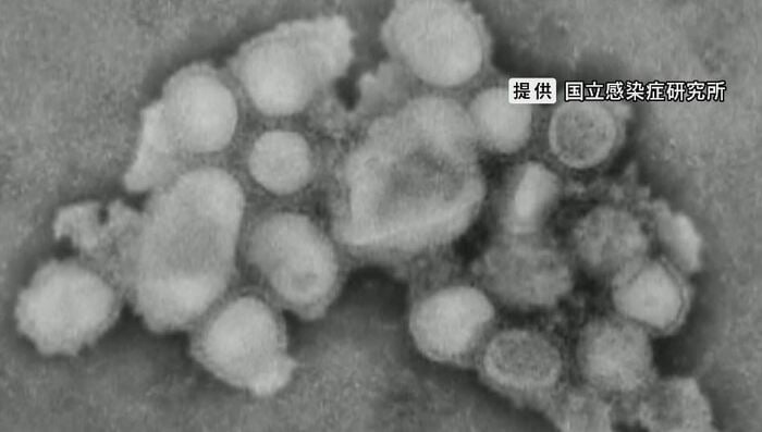 インフルエンザウイルス(提供:国立感染症研究所)