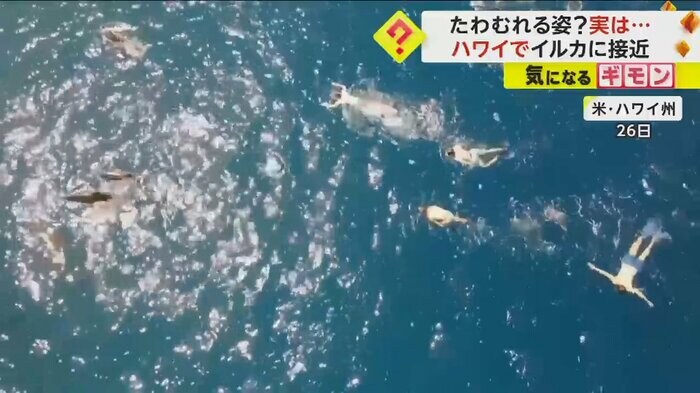 逃げていくイルカを追いかける海水浴客(画像:HAWAII DLNR)