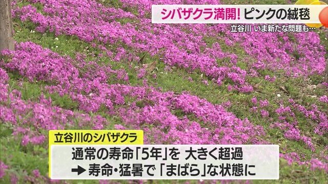 シバザクラの“寿命”と“猛暑”の影響で以前より咲かなく、まばらになっているという