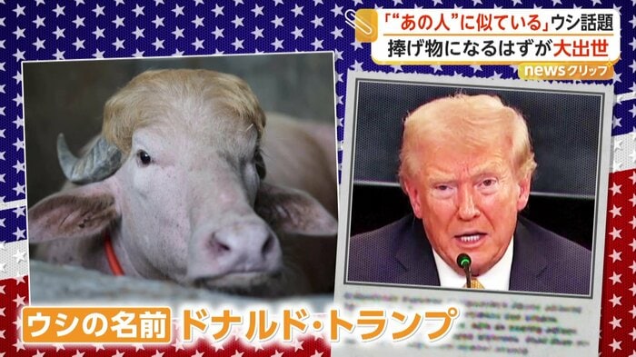 ドナルド・トランプと似ていると話題のウシ