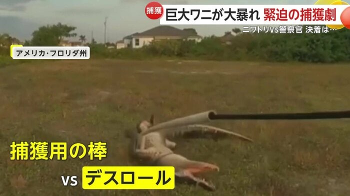 ぐるぐる回転する巨大なワニ（Cape Coral Police Department）