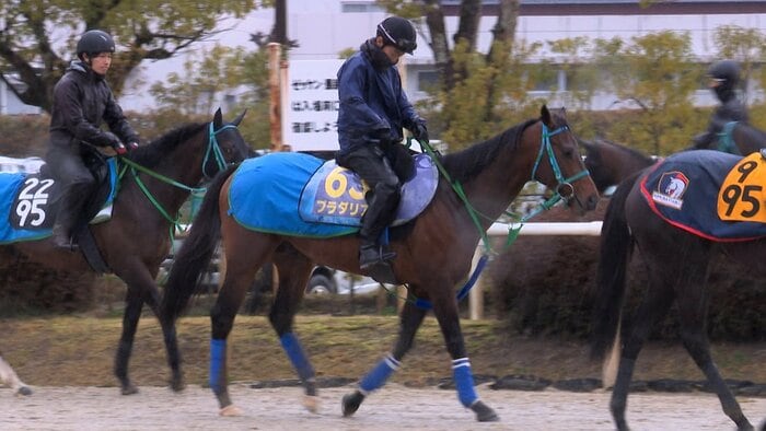 最終追い切りに臨むプラダリア