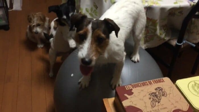 2020年5月に初めて乗った日 ボールを支えてくれる他の犬の姿も