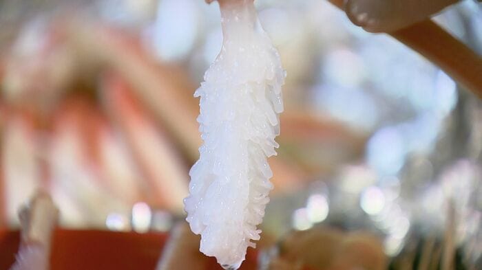 身がぷりぷりなカニの刺身