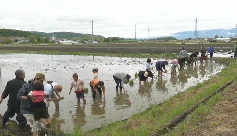 2019年台風で被災の地区で親子で田植え体験　復旧が一段落し市民との交流で地域活性化目指す　これから草取りや稲刈りも体験　秋にはまつたけご飯に｜FNNプライムオンライン