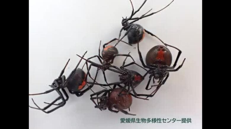 セアカゴケグモが松山の学校給食の共同調理場に　１４匹を発見・駆除　市内で今年度に１６件発見【愛媛】｜FNNプライムオンライン