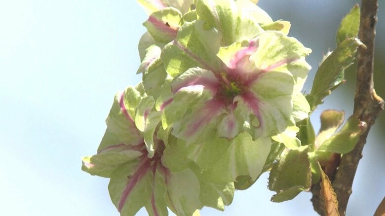 淡い緑色の花を咲かせる…珍しい桜『御衣黄桜』が見頃迎える 次第に中心の部分が筋状に赤へと変化｜FNNプライムオンライン