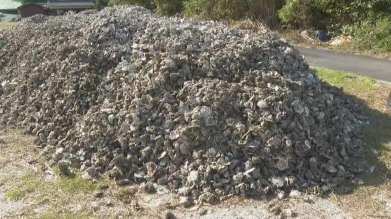 愛媛の養殖カキが２大産地で９割死ぬ　ほとんど広島から仕入れ　県「原因は不明」国関与求める姿勢【愛媛】｜FNNプライムオンライン