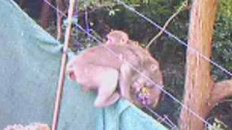 白昼堂々採れたてを…ブドウ園で「サル」による食害 被害額は最大100万円　群れの生態に変化も｜FNNプライムオンライン
