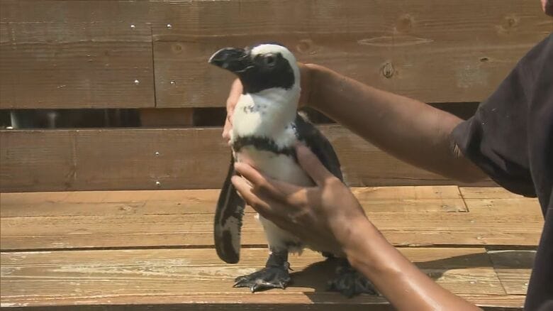 魚の獲り方“独学”か…出張動物園から海へ脱走したペンギン 台風も乗り越え約45km先の海岸で元気に見つかる｜FNNプライムオンライン