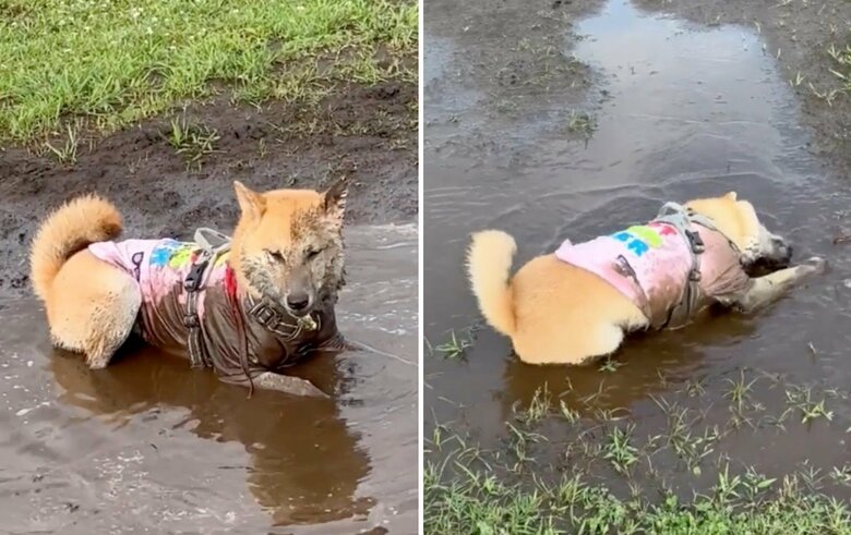 「トリミングに行ったばかりなのに」豪快な水遊びで泥だらけになる柴犬に爆笑…この後を飼い主に聞いた