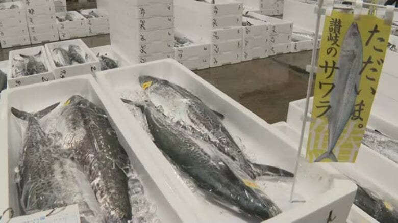 高松市中央卸売市場で瀬戸内の春の味覚「サワラ」の初競り　最高値は１キロ当たり２万円【香川】｜FNNプライムオンライン