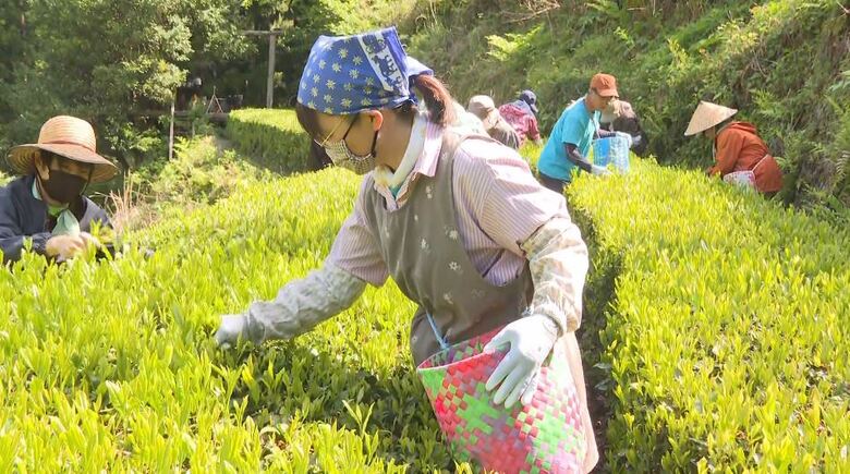 初夏の訪れ告げる「一番茶摘み」始まる　生育順調で今年も良質なお茶に期待　長野県・天龍村｜FNNプライムオンライン
