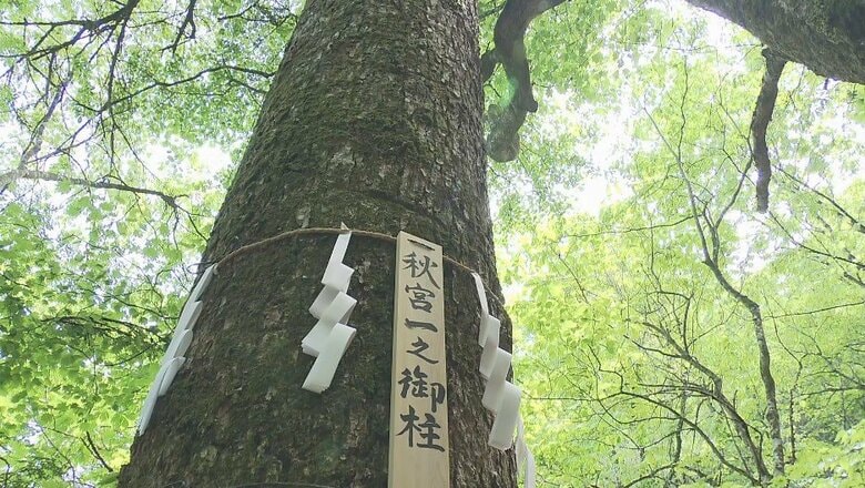 2028年　諏訪大社「御柱祭」へ　下社本見立て　8本の御用材が決まる　最も大きい「秋宮一」の柱は幹回り3メートル15センチ、高さ約22メートル｜FNNプライムオンライン