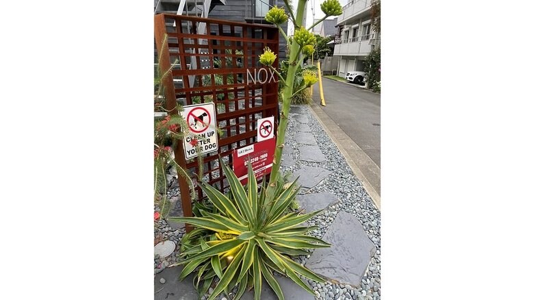 2021年5月撮影 下の蕾から開花が始まる