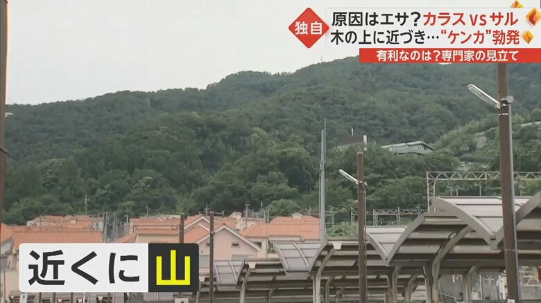この辺りは日頃から多くのカラスが飛んでいるという