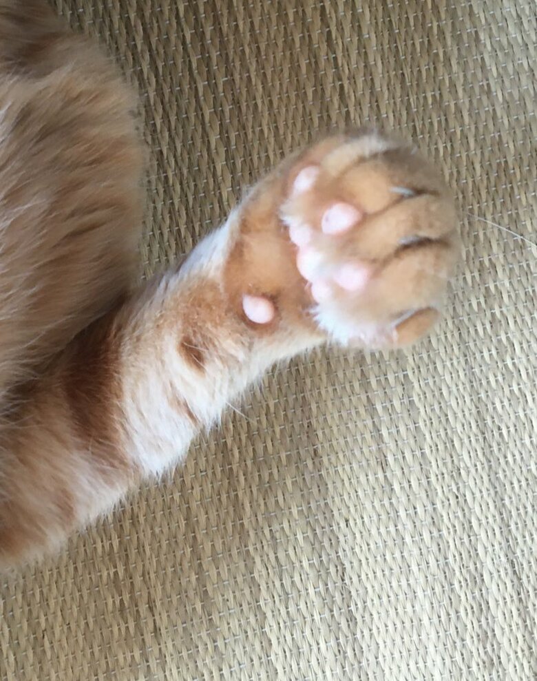 このおててでいたずらをすることがある