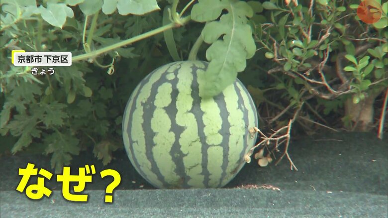 中心部を走る道路の中央分離帯で育った立派なスイカ（17日、京都市下京区）