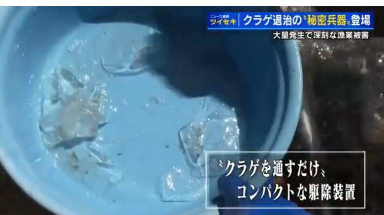 クラゲがバラバラに