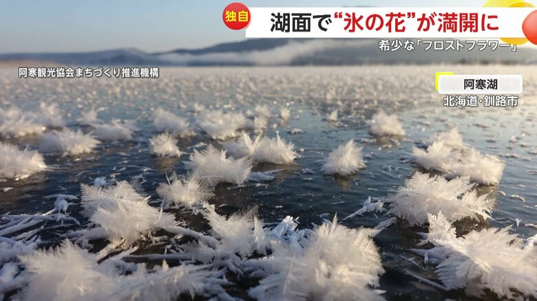 気温や風など、厳しい条件がそろわないと出現しないとされる“氷の花”