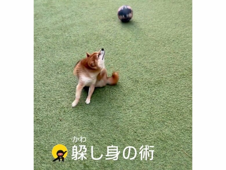 “かわし身の術”転がるボールが寂しそう（提供：Nerushibaさん）