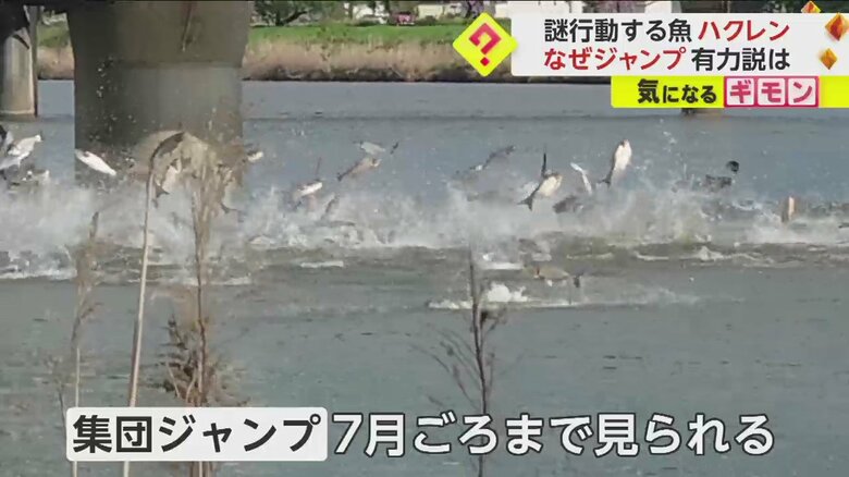 （FNN投稿サイト「ビデオPost」）