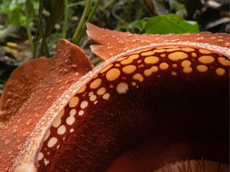 開花1日目のラフレシア　内側部分アップ（提供：柳澤静磨さん）