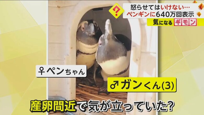 （劇団ペンターズ イマイケルさん提供）