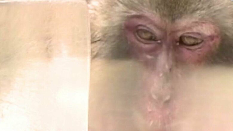 天王寺動物園のサル　※資料