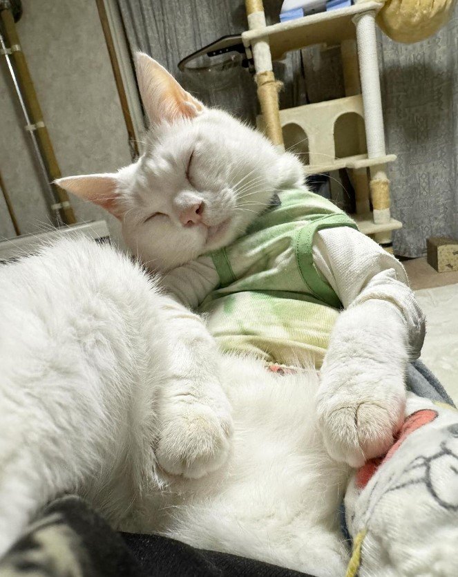 提供：しんばぷーさん