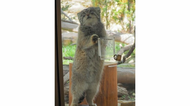 かわいい見た目だけども…（提供：那須どうぶつ王国）