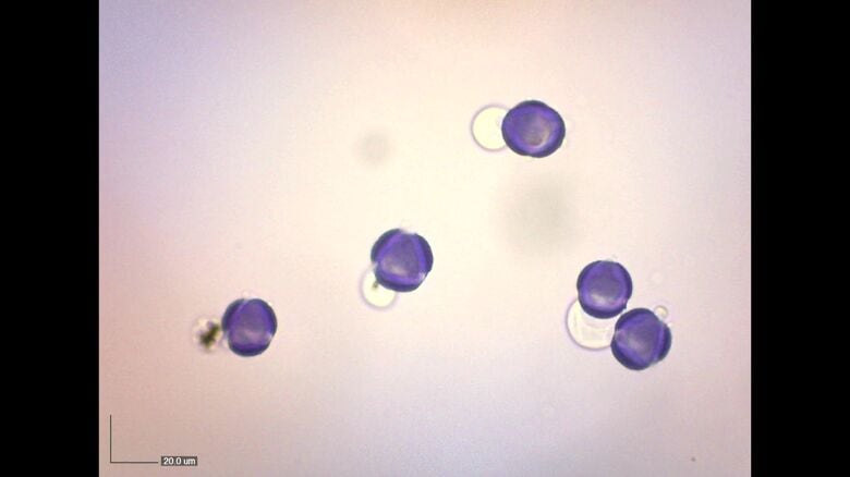 提供：道立衛生研究所