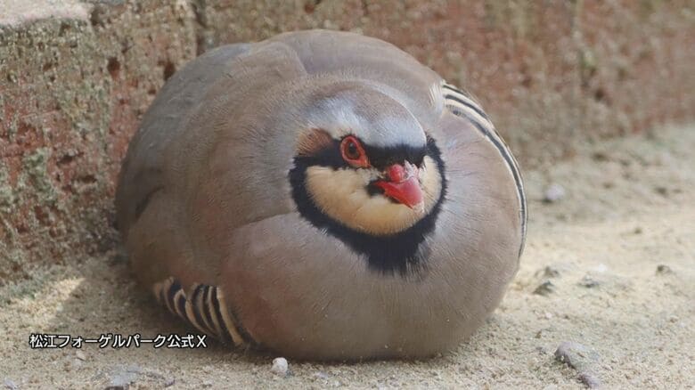 まん丸なフォルムに癒されるとの声