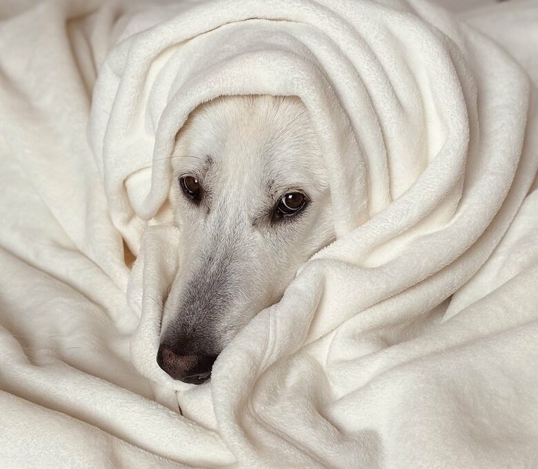 毛布にくるまっている