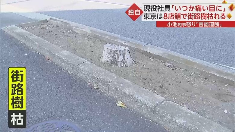 街路樹が枯れている問題に都知事も怒りをあらわに
