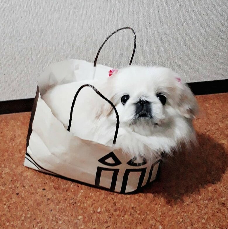提供：うにたんさん