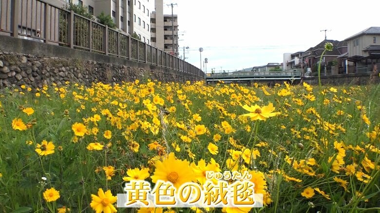 この時期は河川敷一面、黄色い花で覆われる